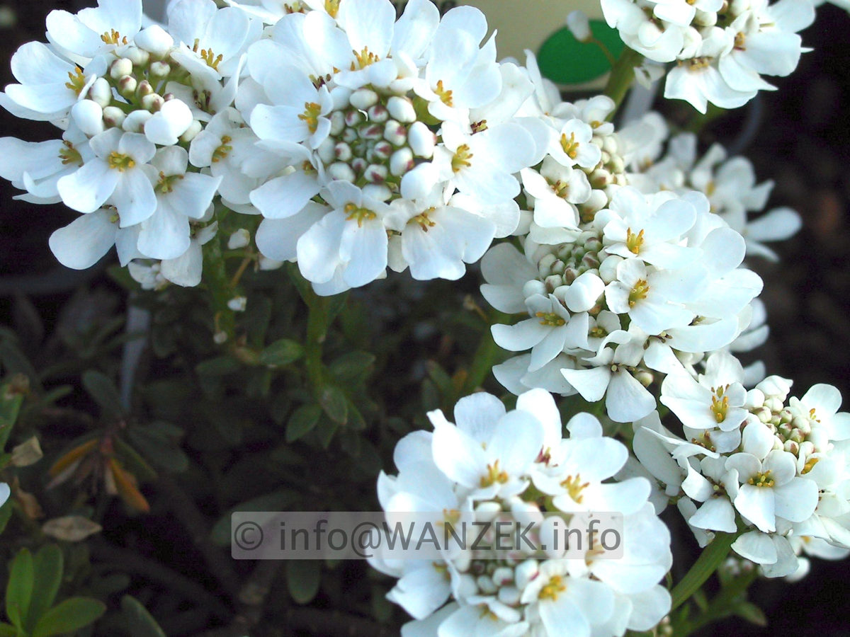 Iberis sempervirens Fischbeck 02.JPG